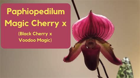 Paph magic cherry enchantment